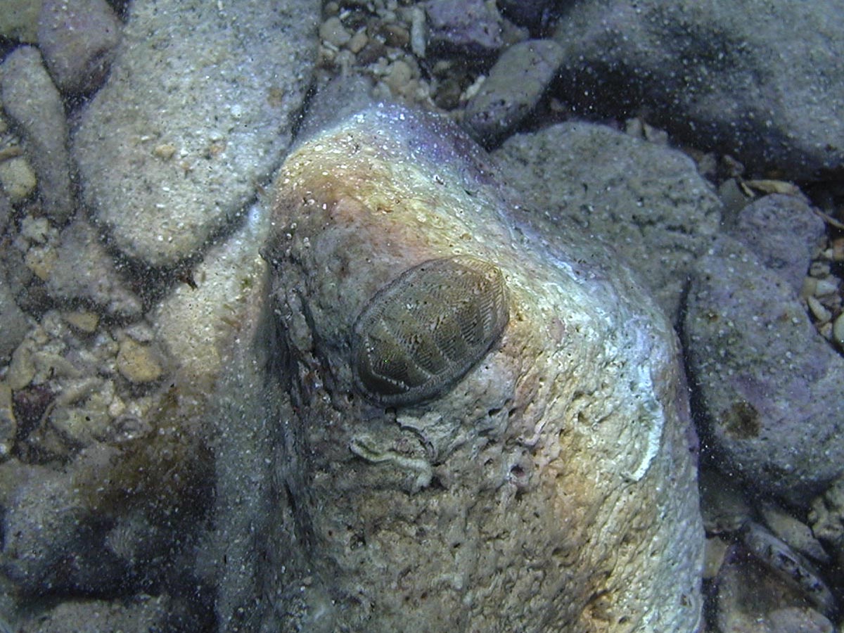 Käferschnecke auf umgedrehtem Stein